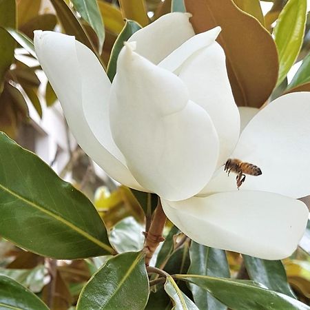 Healesville House - Magnolia House エクステリア 写真