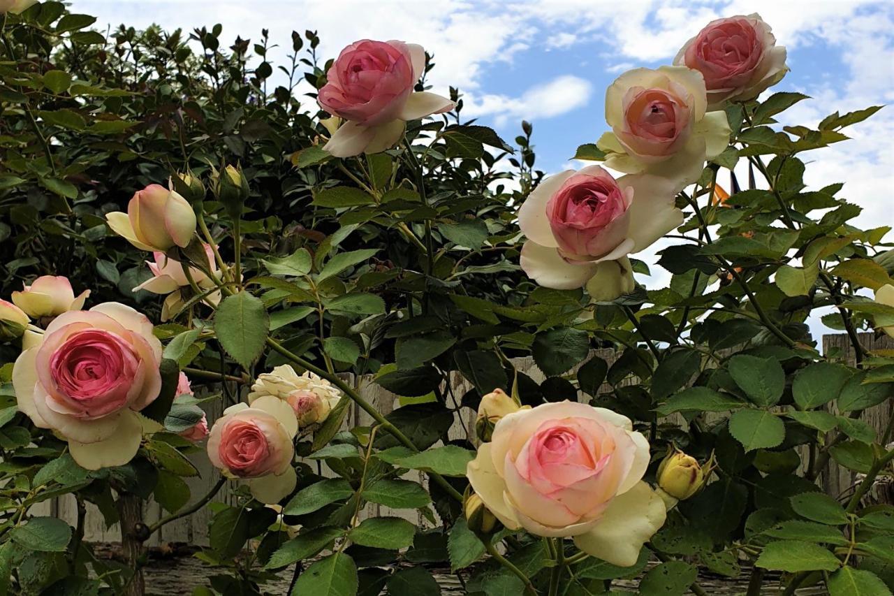 Healesville House - Magnolia House エクステリア 写真