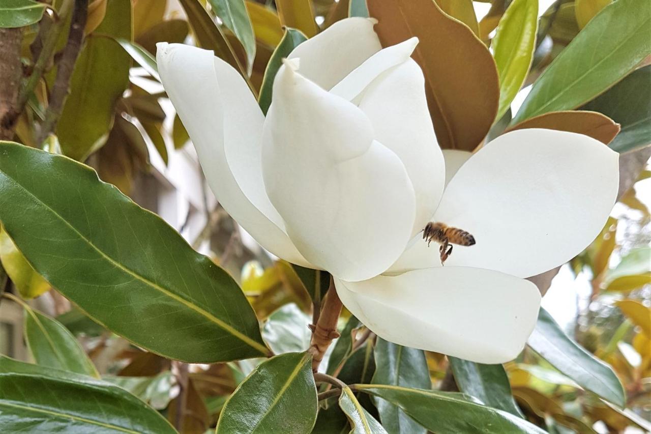 Healesville House - Magnolia House エクステリア 写真